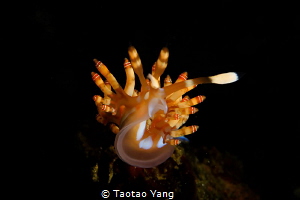 nudi by Taotao Yang 